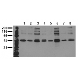 AM00095PU-N