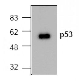 AM00166PU-N