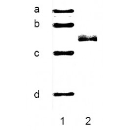 AR09359PU-S