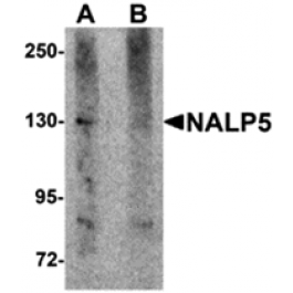 AP26262CP-N