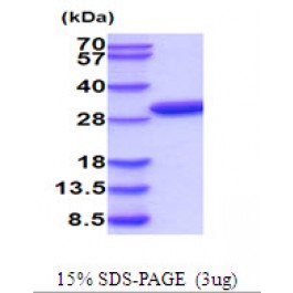 AR51929PU-S