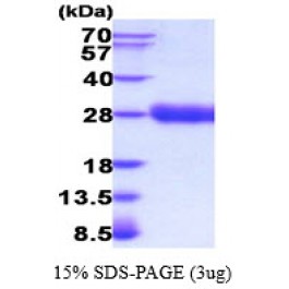 AR51963PU-N