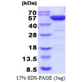 AR51993PU-S