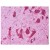 Immunohistochemical staining of brain neurons using anti-CB1 antibody SP4084P