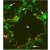Immunofluorescence with a Frozen Section of a Mouse embryo at day 13.5 with anti-CD31 Antibody [Green] and anti-Human Prox-1 Antibody [red] (Cat.-No DP3516). It shows a large lymphatic vessel (lv), blood vessels (arrows) and a sympathetic ganglion (sg) which is also positiv for Prox-1.  
The experiment was performed by PD. Dr. Jörg Wilting, Pädiatrie I, Zentrum für Kinderheilkunde und Jugendmedizin in Göttingen, Germany.