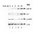 Figure 1. Serum starvation induces ZBP-89 and p53
expression. AGS (gastric carcinoma) cells were cultured in serum-free F-12 medium for the indicated times, and immunoblots were used to detect the expression profiles of ZBP-89, p53, and p14ARF. Blotting was with 
Rabbit-anti-ZBP-89 antibody. For detection use HRP conjugated Gt-anti-Rabbit IgG. See Bai and Merchant (2001) for additional details.
