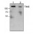 Western blot analysis of TrkA expression using Jurkat (Lane 1) and 3T3 (Lane 2) cell lysates.