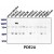 Western blot using AP00652SU-N (1:20,000) against lysate from COS cells transfected with the indicated human PDE isoform.