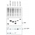 Figure 1. Immunoblot of Urm1 fusion protein: Anti- Urm1 antibody generated by immunization with recombinant yeast Urm1 was tested by immunoblot against yeast lysates expressing the Urm1-GFP fusion protein and other UBL fusion proteins. All UBLs possess limited homology to Ubiquitin and to each other, therefore it is important to know the degree of reactivity of each antibody against each UBL. Panel A shows total protein staining using ponceau. Panel B shows positions of free GFP or GFP containing recombinant proteins present in each lysate preparation after reaction with a 1:1,000 dilution of anti-GFP followed by reaction with a 1:15,000 dilution of HRP Donkey-a-Goat IgG. Panel C shows specific reaction with Urm1 using a 1:1,000 dilution of IgG fraction of Rabbit-anti- Urm1 (Yeast) followed by reaction with a 1:15,000 dilution of HRP Goat-a-Rabbit IgG. All primary antibodies were diluted in TTBS buffer supplemented with 5% non-fat milk and incubated with the membranes overnight at 4° C. Yeast lysate proteins were separated by SDS-PAGE using a 15% gel. This data indicates that anti-Urm1 is highly specific and does not cross react with other UBLs. Bands present in Panel C indicate that Urm1 and conjugated Urm1 is present in most yeast cell lysates albeit at significantly reduced levels relative to the Urm1-GFP transfected lysate. A chemiluminescence system was used for signal detection (Roche). Other detection systems will yield similar results. Data contributed by M. Malakhov, www.lifesensors.com, personal communication.