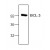 Western blot analysis of Bcl-3 in Jurkat cell lysate using antibody AP00151PU-N