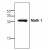 Western blot analysis of Math 1 using Jurkat cell lysate