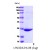 Recombinant Glutathione S-Transferase (GST) 1-224 aa, Schistosoma japonicum
