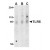 Western blot analysis of TLR5 in rat brain cell lysate with TLR5 antibody at (A) 0.5, (B) 1 and (C) 2 µg/ml.