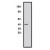 Western blot using ROBO1 antibody (AP05287SU-N) on human brain lysate. Lysate used at 15 µg/lane. Antibody used at 10 µg/ml. Secondary antibody, mouse anti rabbit HRP, used at 1:50k.