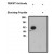 Western blot analysis using FBXW7 antibody (AP05288PU-N) on human brain lysate. Antibody used at 1 µg/ml dilution and is used alone (1) or incubated with blocking peptide (2). Visualized using mouse anti-rabbit HRP at 1:200K dilution.