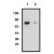 Western blot using SMO antibody on human brain lysate. Lysate loaded at 15 µg/lane. Antibody used at 10 µg/ml (1) and 5 µg/ml (2) dilution. Secondary antibody, mouse anti-rabbit-HRP, used at 1:150K dilution.