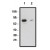 Western blot using SMO antibody (AP05293SU-N) on human brain lysate. Lysate loaded at 15 µg/lane. Antibody used at 10 µg/ml (1) and 5 µg/ml (2) dilution. Secondary antibody, mouse anti-rabbit-HRP, used at 1:150K dilution.