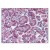 Figure 1. Formalin-Fixed Paraffin-Embedded (FFPE) on Pancreas.