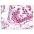 Figure 1. Formalin-Fixed Paraffin-Embedded (FFPE) on Testis.