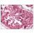 Figure 1. Formalin-Fixed Paraffin-Embedded (FFPE) on Testis.