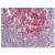 Figure 1. Formalin-Fixed Paraffin-Embedded (FFPE) on Small intestine, Peyer's patch.