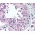 Testis: Formalin-Fixed Paraffin-Embedded (FFPE)