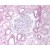 Immunohistochemical staining of Formalin-fixed, Paraffin embedded human kidney tissue (cortex) using anti-PAX8 antibody cat.no. AP07520PU-N