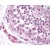 Testis: Formalin-Fixed Paraffin-Embedded (FFPE)