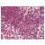 Figure 2. Formalin-Fixed Paraffin-Embedded (FFPE) on Spleen.