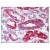 Figure 2. AP07731PU-N SCO2 antibody staining of Formalin-Fixed Paraffin-Embedded (FFPE) Kidney.
