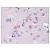 Figure 1. Formalin-Fixed Paraffin-Embedded (FFPE) on Brain, Cortex.