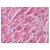 Figure 1. Formalin-Fixed Paraffin-Embedded (FFPE) on Heart.