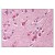 AP07764PU-N Raptor antibody staining of Formalin-Fixed Paraffin-Embedded Human Brain, Cortex.