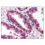 Figure 1. Formalin-Fixed Paraffin-Embedded (FFPE) on Prostate.