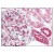 Figure 2. Staining DR4 in Kidney tissue by Immunohistochemistry using Formalin-Fixed Paraffin-Embedded (FFPE) tissue.