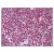 Figure 1. Staining TSLP in Thymus by Immunohistochemistry using Formalin-Fixed Paraffin-Embedded (FFPE) tissue.