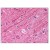 Figure 1. Staining Tubulin alpha in  Brain, cortex by Immunohistochemistry using Formalin-Fixed Paraffin-Embedded (FFPE) tissue.