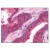 Figure 2. Staining PPP4C in Prostate by Immunohistochemistry using Formalin-Fixed Paraffin-Embedded (FFPE) tissue.