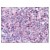 Figure 1. Staining CCNL1 in Thymus by Immunohistochemistry using Formalin-Fixed Paraffin-Embedded (FFPE) tissue.