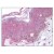 Staining BARD1 in Skin by Immunohistochemistry using Formalin-Fixed Paraffin-Embedded (FFPE) tissue.