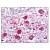Figure 1. Staining ROBO1 in Brain by Immunohistochemistry using Formalin-Fixed Paraffin-Embedded (FFPE) tissue.