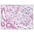 Figure 1. Staining PRKACB in Kidney by Immunohistochemistry using Formalin-Fixed Paraffin-Embedded (FFPE) tissue.