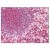 Figure 1. Staining MMP16 in Spleen by Immunohistochemistry using Formalin-Fixed Paraffin-Embedded (FFPE) tissue.