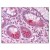 Figure 1. Staining MMP17 in Small intestine by Immunohistochemistry using Formalin-Fixed Paraffin-Embedded (FFPE) tissue.