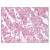 Figure 1. Staining SIRT6 in Adrenal by Immunohistochemistry using Formalin-Fixed Paraffin-Embedded (FFPE) tissue.