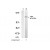Figure 1. Western blot analysis of extracts from HT-29 cells untreated or treated with Anisomycin (20min), using TYK2 (pTyr1054) antibody AP08010PU (Lane 1 and 2).