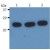 Western Blotting analysis (reducing conditions) of H-Ras in whole cell lysate using anti-H-Ras (H-RAS-03). Lane 1: HeLa human cervix carcinoma cell line. Lane 2: K567 human leukemia cell line. Lane 3: RAJI human Burkitt lymphoma cell line.