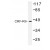 Western blot (WB) analysis of CRF-RII antibody (Cat.-No. AP01195PU-N) in extracts from COLO205 cells.