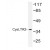 Western blot (WB) analysis of CysLTR2 antibody (Cat.-No.: AP01211PU-N) in extracts from HeLa cells.