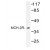 Western blot (WB) analysis of MCH-2R antibody (Cat.-No.: AP01217PU-N) in extracts from HUVEC cells.